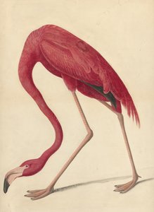 Greater Flamingo, 1838 (wc, eggehvite og grafitt på papir)